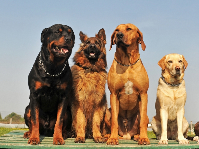 Крупные породы собак в Озерске | ЗооТом портал о животных